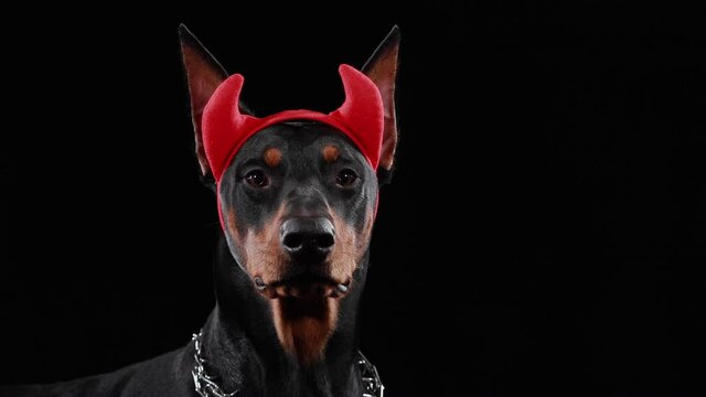 Doberman pinscher dog on a black background in red devil horns on his head. The dog looks closely at the camera and then starts barking. Evil carnival costume, halloween costume. Close up.