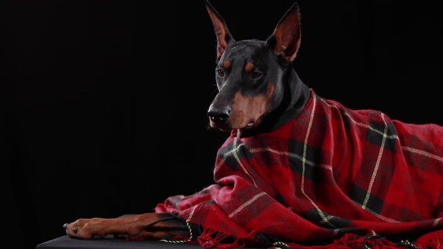A tired Doberman Pinscher lies covered with a checkered blanket in the studio on a black background. The dog tries to stay awake and blinks his eyes. Warm and cozy. Close up.