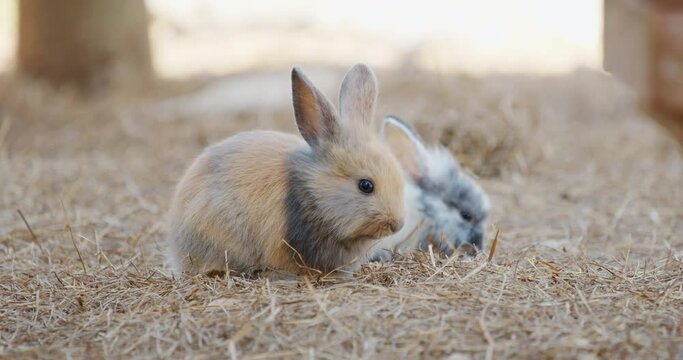 Colorful two rabbits eating dry grass in the farm, slow motion.