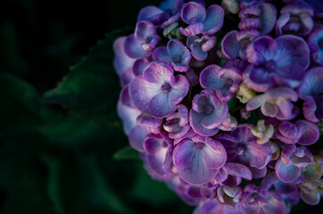 Purple hydrangea flower