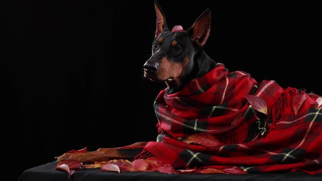 A dark brown Doberman Pinscher in a red checkered blanket lies on fallen leaves. Pet in the studio on a black background. Close up.