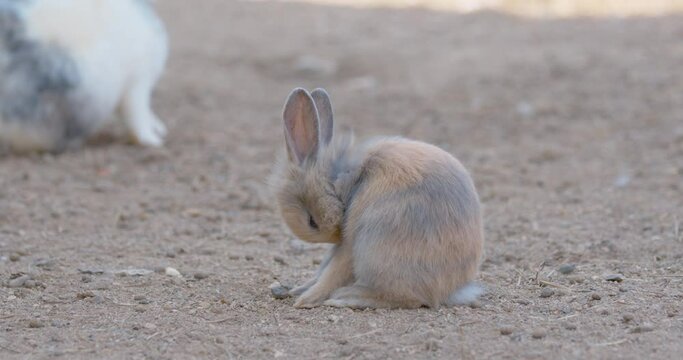 Close-up of grey little rabbit self cleaning the fur in the farm, thai rabbit, zoom in, slow motion.