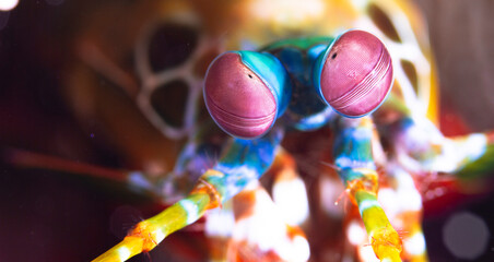 Close-up view of the face of a peacock mantis shrimp at Gili  Island, Lombok, Indonesia.