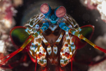 Close-up view of the face of a peacock mantis shrimp at Gili  Island, Lombok, Indonesia.