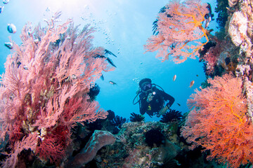 Naklejka na ściany i meble Silhouette of Scuba divers swimming over a large sea fan