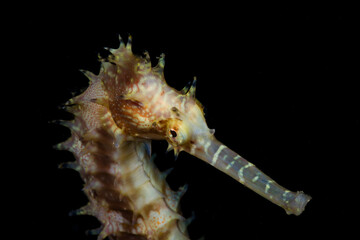 Thorny Seahorse (Hippocampus Histrix) Gili Islands Lombok Indonesia, Close Up the Head and isolate black background