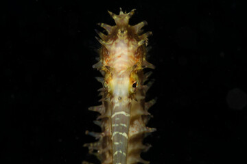 Thorny Seahorse (Hippocampus Histrix) Gili Islands Lombok Indonesia