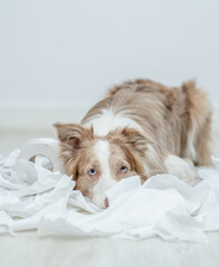 Border collie puppy with guilty expression after play unrolling toilet paper. Disobey concept