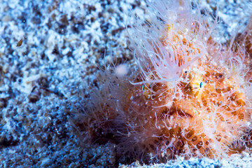 Hairy Frogfish (Antennarius striatus) close up while yawning in Kecinan Bay, Lombok Indonesia