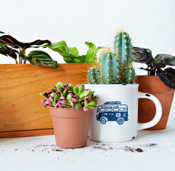 Cactus pilosocereus azureus in cup, anacampseros sunrise and calathea house plants in brown pots over white