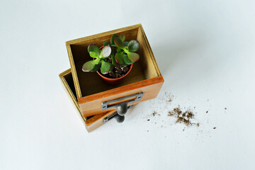 Crassula ovata green house plant in wooden box and soil over white	