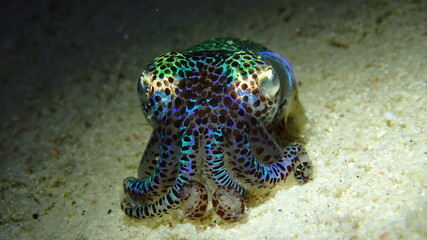 A Bobtail squid (Euprymna berryi) is found on the sandy bottom a coral reef in Gili Island, Indonesia