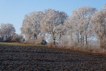 Winterlandschaft: Grosse Bäume und eine Hecke mit Frost und Raureif hinter einem Feld / Acker bei...