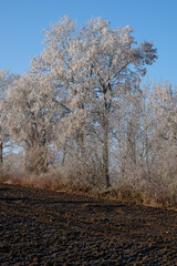 Bäume und eine Hecke mit Raureif und Frost hinter einem gepflügten braunen Acker bei Kälte im Winter (Winterlandschaft)