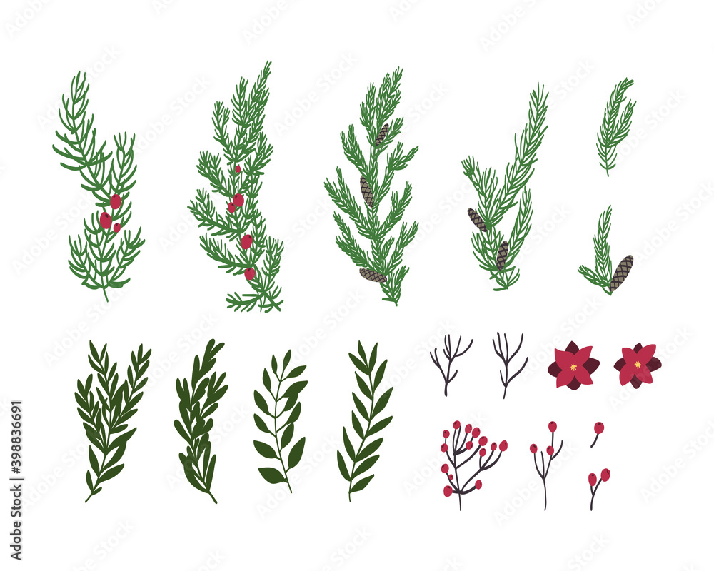 Wall mural a collection of pine leaves and flowers are drawn by hand in an isolated background. vector elements