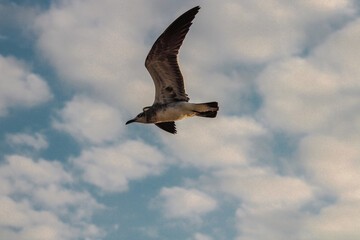 ave en pleno vuelo