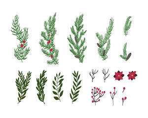 A collection of pine leaves and flowers are drawn by hand in an isolated background. Vector elements for christmas design decorations
