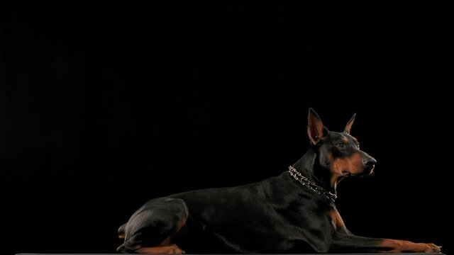 Doberman pinscher in a collar lies and yawns in the studio on a black background. The dog looks down and prepares to jump off the pedestal in slow motion. Close up.