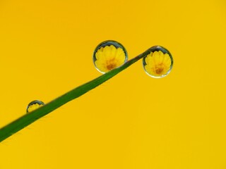Dew drops on the grass in early morning