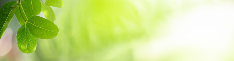 Nature of green leaf in garden at summer. Natural green leaves plants using as spring background cover page greenery environment ecology wallpaper