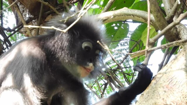 dusky leaf monkeys in tropical rainforest