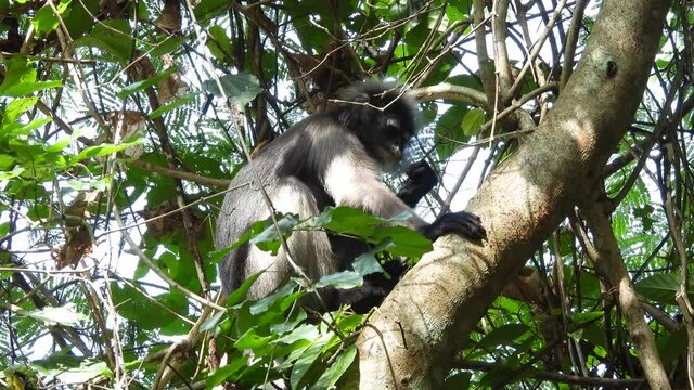 dusky leaf monkeys in tropical rainforest