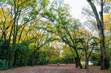 秋の京都　下鴨神社　糺の森