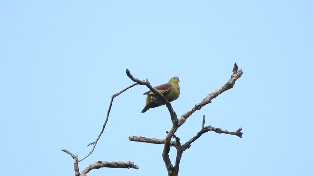 Emeral dove or Green Pigeon standing&nbsp; 