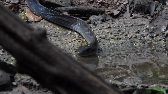 Indochinese rat snake (Ptyas korros) drinking water  Thailand