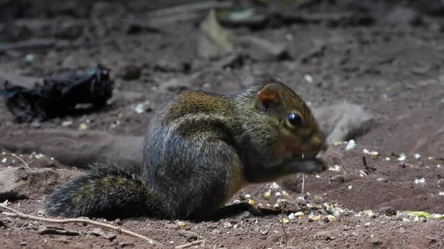 Pallas's squirrel, Callosciurus erythraeus, hunts for food
