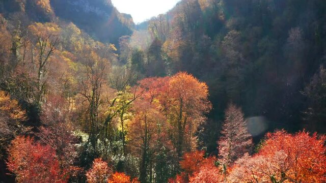 Khosta river at autumn. Flight over the river of Khosta in Caucasus Mountains during autumn sunny day. Yew and Boxwood Grove in Russia