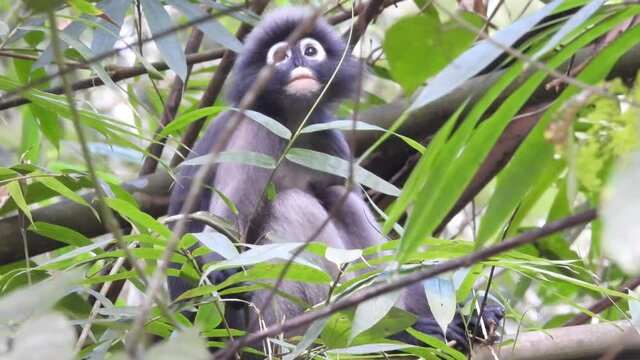 dusky leaf monkeys in tropical rainforest