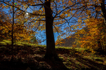 autumn forest and trees wood