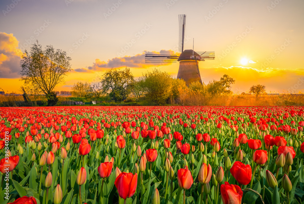 Wall mural beautiful dutch scenery at sunset with traditional windmills and tulip flowers foreground