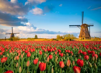 Foto op Canvas Beautiful Dutch scenery with traditional windmills and tulip flowers foreground  © Pawel Pajor