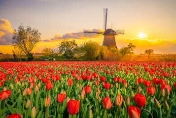 Beautiful Dutch scenery at sunset with traditional windmills and tulip flowers foreground  - obrazy, fototapety, plakaty