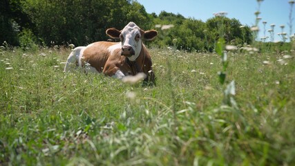 A beautiful white-red cow lies and chews the grass. A cow red and white in a pasture lying lazy, stretching a leg, looking cute in a green pasture and a blue sky