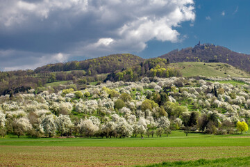 Streuobstwiesen mit Burg Teck, Bissingen, Baden-Württemberg