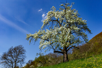 Birnbaum, Streuobstwiesen beim Gelben Fels, Brucken, Baden-Württemberg