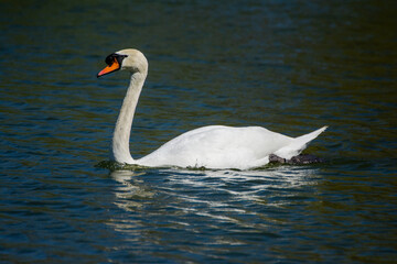 Fototapeta premium A swan floating on the water of the lake on a summer day