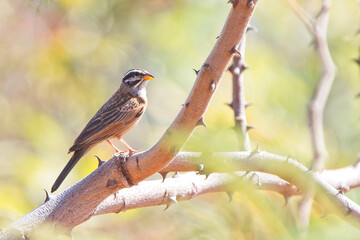 Cinnamon-breasted Bunting (Emberiza tahapisi), male perched in a tree, Gambia.