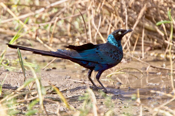 Long-tailed Glossy Starling (Lamprotornis caudatus), drinking at poolside, Gambia.