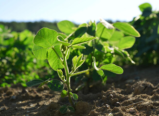 Growing green soybeans plant on field.