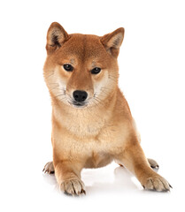 shiba inu in studio