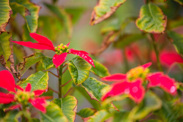 Hojas rojas y verdes