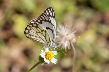 Brown-veined White butterfly (Belenois aurota) nectaring, Tendaba, Gambia.