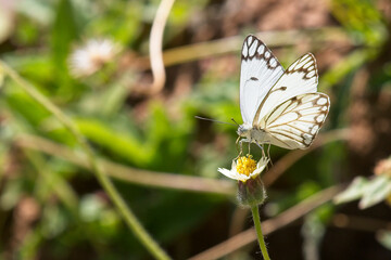 Brown-veined White butterfly (Belenois aurota) nectaring, Tendaba, Gambia.