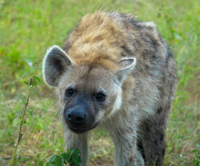 A portrait of a female spotted hyena.
Scene at a game drive in National Park South Africa.