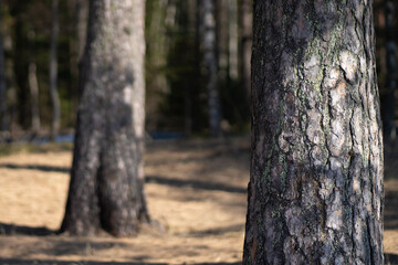 pine bark on the beach