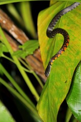 Red-sided Keelback Snake（トライアングルキールバック）
